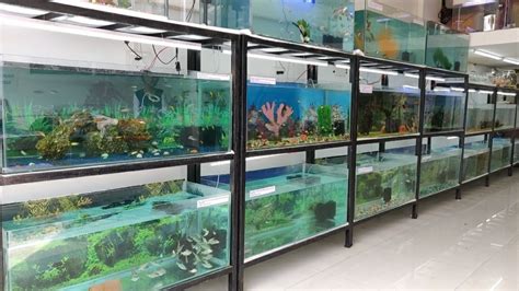 Pet Store Fish Tanks Hi-res Stock Photography And Images Alamy ...