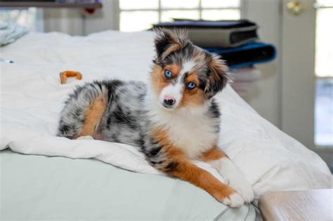 Miniature Australian Shepherd Dog Breed » Everything About Mini Aussies