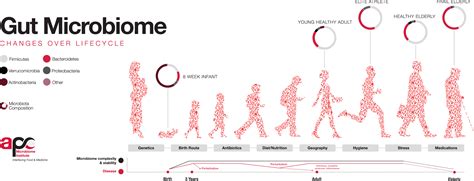 The contrasting human gut microbiota in early and late life and implications for host health and ...