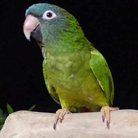 Blue Crown Conure #159438 for sale in Arlington Heights, IL