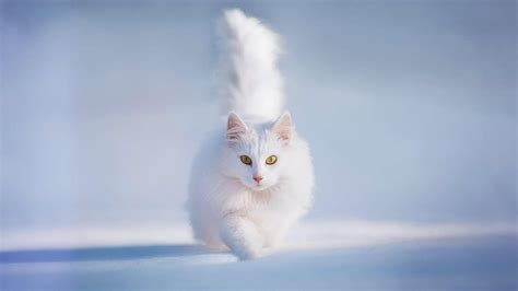 Cute White Cat Wallpapers For Desktop - Wallpaper Cave