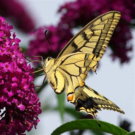 Machaon | Machaon (Papilio machaon) Old World Swallowtail (P… | Flickr