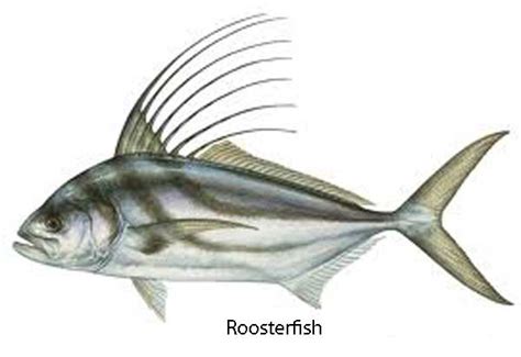 Roosterfish