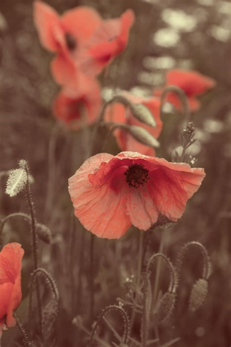 Poppy Flower, Vintage Color Free Stock Photo - Public Domain Pictures