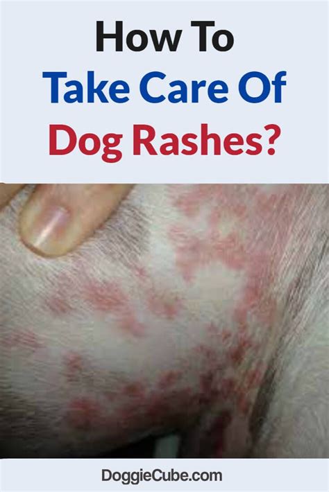 How To Take Care Of Dog Rashes? - Doggie Cube | Dog rash, Dog itchy skin remedy, Dog skin problem