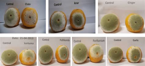 Comparison of application of different plant extract with control. | Download Scientific Diagram