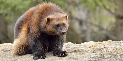 Wolverine Animal HD Wallpapers - Top Free Wolverine Animal HD Backgrounds - WallpaperAccess