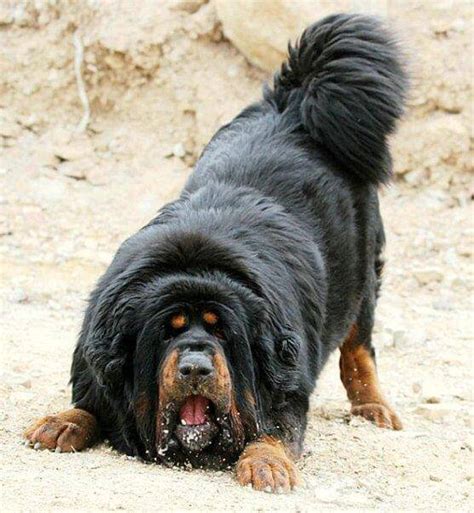 Tibetan Mastiff Dog Breed » Information, Pictures, & More