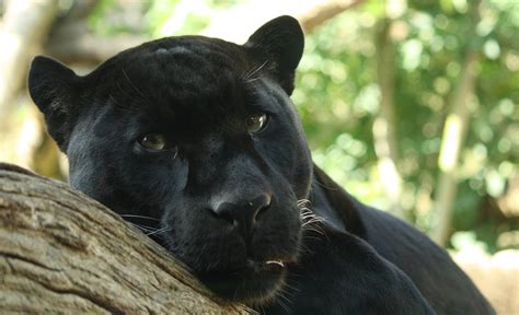 File:Black Panther by Bruce McAdam.jpg - Wikimedia Commons