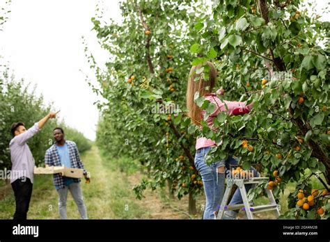 Co-workers at the fruit farm after picking harvest Stock Photo - Alamy