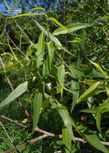 Black Willow (Salix nigra)