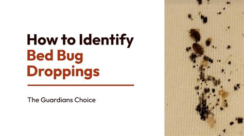 12 Simple Ways to Identify Bed Bug Droppings | How to Identify Bed Bug Droppings - YouTube