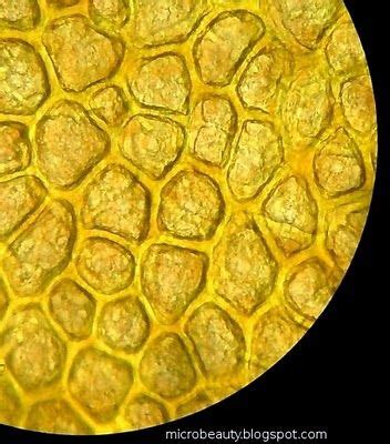 The Wonderful Microworld: August 2009 | Patterns in nature, Extreme close up, Magnifier