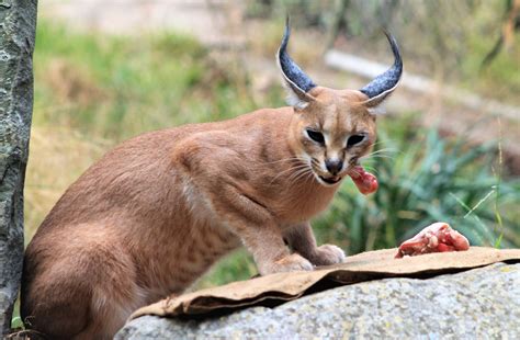 Caracal (Caracal caracal) - ZooChat