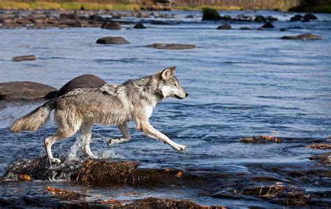 Quetico Superior Foundation article: Federal judge puts Minnesota’s ...