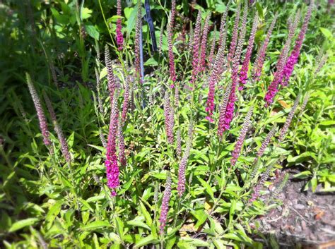 Veronica spicata – Study Plants Everyday