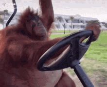 Monke Go GIF - Monke Go - Discover & Share GIFs