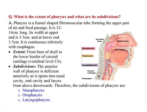 Pharynx Anatomy