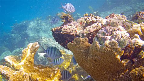 Best Trunk Bay Snorkeling Review | St John