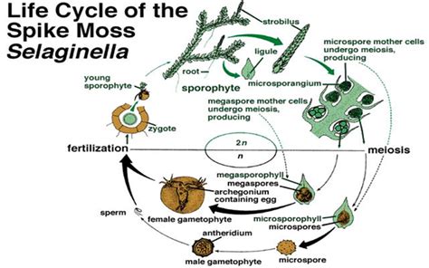 Heterospory, autotrophic gametophyte, stem,leaf, seed, archegonia, an - askIITians