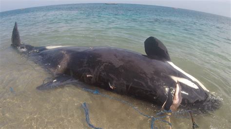 Breaking: Orca Family Slaughtered in Indonesia | Dolphin Project