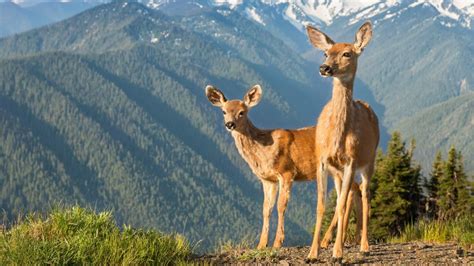 Black tailed deer and mountains, Olympic National Park, Olympic Peninsula, Washington, USA ...