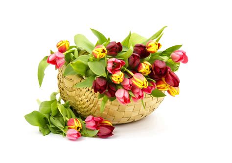 4K, Tulips, Many, Wicker basket, Pink color, Gifts, White background, HD Wallpaper | Rare Gallery