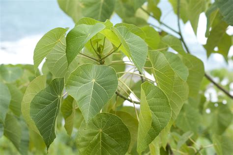 Close Up of Healthy Green Tree Leaves-9151 | Stockarch Free Stock Photos