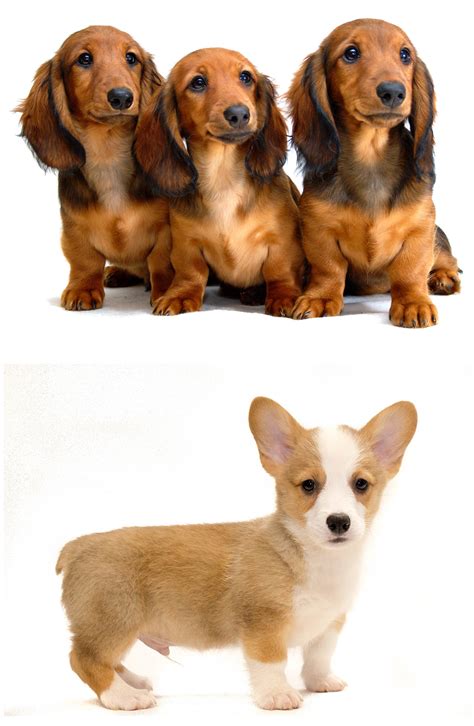 Dachshund Corgi Mix - The Pros And Cons Of This Pint Sized Cross Breed