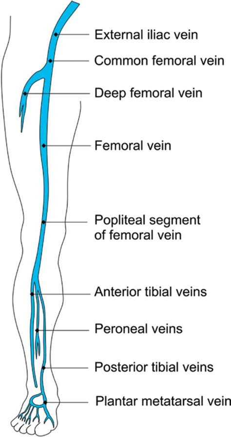 Superficial Femoral Vein Anatomy