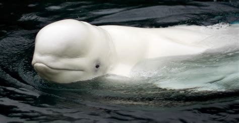 Vancouver Aquarium shipping beluga whales out of the country | News