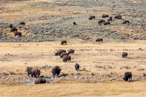 Restoring Native Buffalo — Greater Yellowstone Coalition