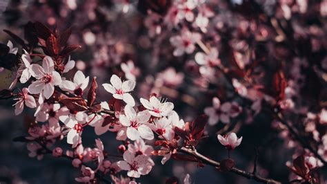 Sakura Flowers Branches Cherry 4k - Free 4k Wallpapers - 40.000+ Free ...