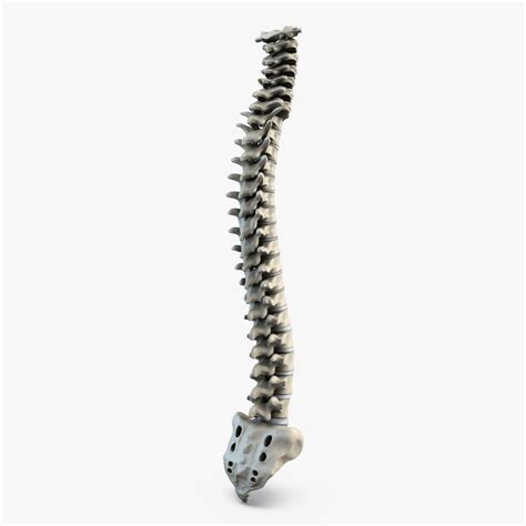 Human Spine 3D Model #AD ,#Human#Spine#Model | Human spine, 3d model, Human