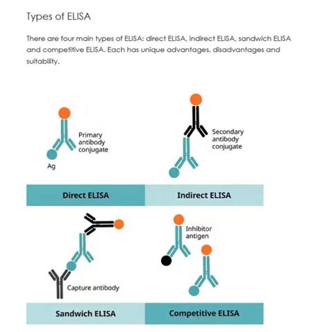 Best Elisa Type Sandwich | XL Biotec