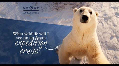 What wildlife will you see on an Arctic expedition cruise? - YouTube