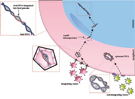 Viral vectors can be divided into two types: integrating and... | Download Scientific Diagram