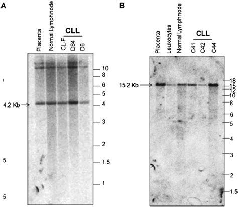 Fig. S5. (A) Southern blotting results for identifying genomic... | Download Scientific Diagram