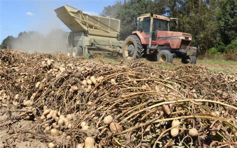 It's peanut harvest time | Local | dothaneagle.com