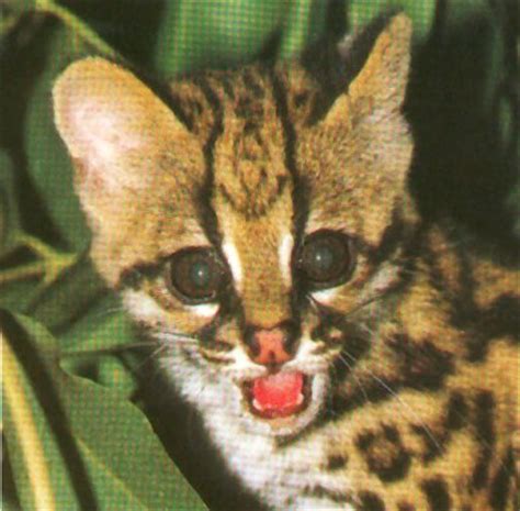 Ocelot