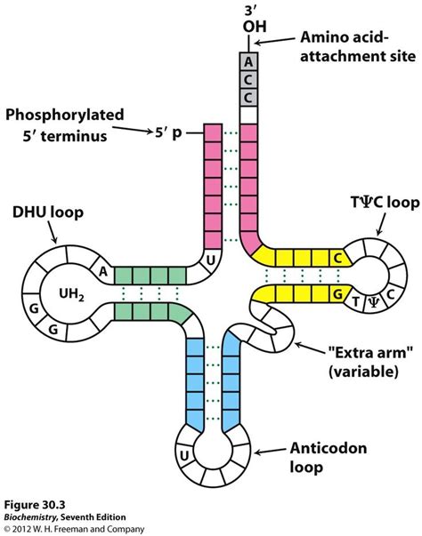 STRUCTURE OF tRNA - Yahoo Image Search Results