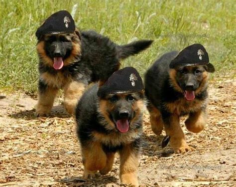 280 best images about POLICE DOGS on Pinterest | Guardians of ga'hoole ...