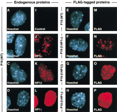 Heterochromatin Formation in Mammalian Cells: Molecular Cell