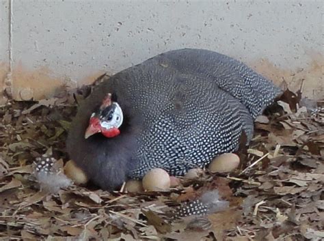 Rearing, Incubation and brooding Guinea Fowl – The Poultry Guide