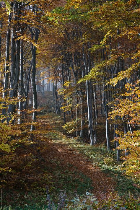 "Autumn Forest Path" by Stocksy Contributor "Pixel Stories" - Stocksy