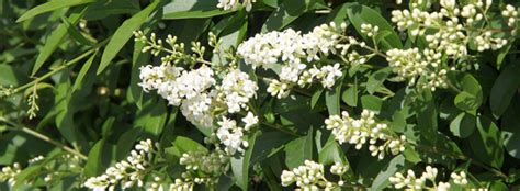 Ligustrum is one of the best windbreak plants in Florida | Plants ...