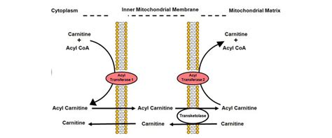 How to Analyze Carnitine and Acylcarnitine? - Creative Proteomics Blog