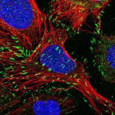 Paxillin Antibody (NBP2-57097): Novus Biologicals