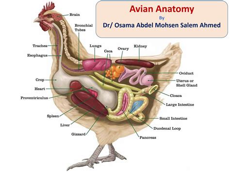 SOLUTION: Avian digestive system - Studypool