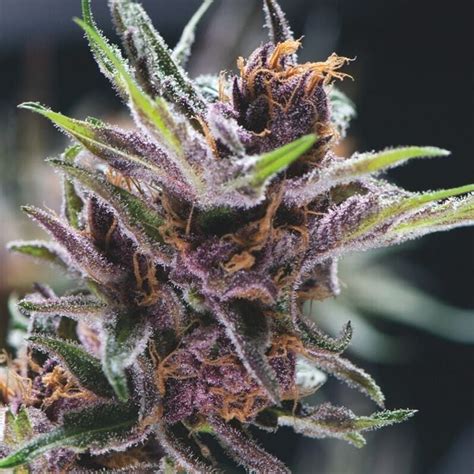 Black Cherry Punch จาก Pyramid Seeds